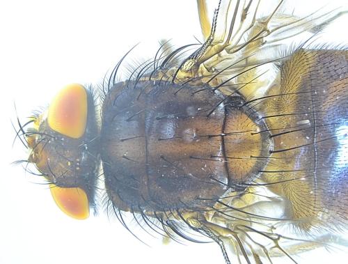 Pollenia sp.